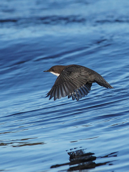 Koskikara, White-throated Dipper, Cinclus cinclus